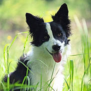 Rayka a rejoint le concours — aidez-le/la à gagner de superbes lots ! animal, black_and_white, border_collie, canine, daylight, dog, ears, fur, grass, grass_blades, greenery, happy, muzzle, nature, outdoor, pet, portrait, sitting, sunlight, tongue_out