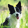 animal, black_and_white, border_collie, canine, daylight, dog, ears, fur, grass, grass_blades, greenery, happy, muzzle, nature, outdoor, pet, portrait, sitting, sunlight, tongue_out