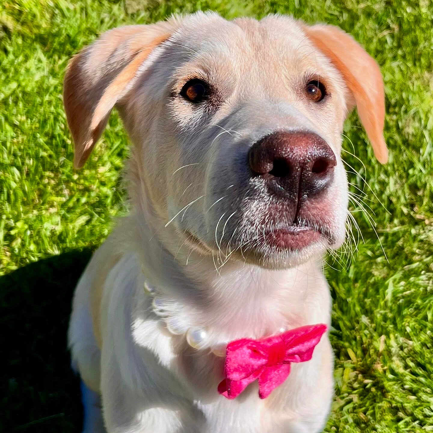 Davina is registered to the contest to win money with this photo: accessories, animal, ball, canine, dog, flower, formalwear, goldenretriever, grass, hound, labradorretriever, lawn, pet, petal, plant, puppy, sport, tennis, tie, whitedog