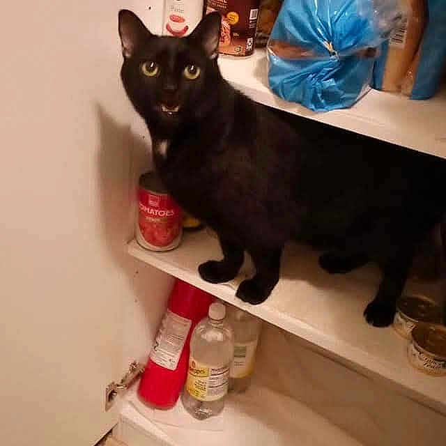 Eek joined the competition — help win amazing prizes! adult, aluminium, animal, blackcat, cabinet, can, cat, closet, cupboard, drawer, female, furniture, kitten, medicinechest, pantry, person, pet, shelf, tin, woman