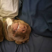 Coco Bear joined the competition — help win amazing prizes! dog, smiling_dog, bed, pillow, blue_sheets, teeth, collar, brown_dog, lying_down, sleepy, pet, canine, indoor, cozy, relaxed, close_up, funny_expression, mouth, nose, fur