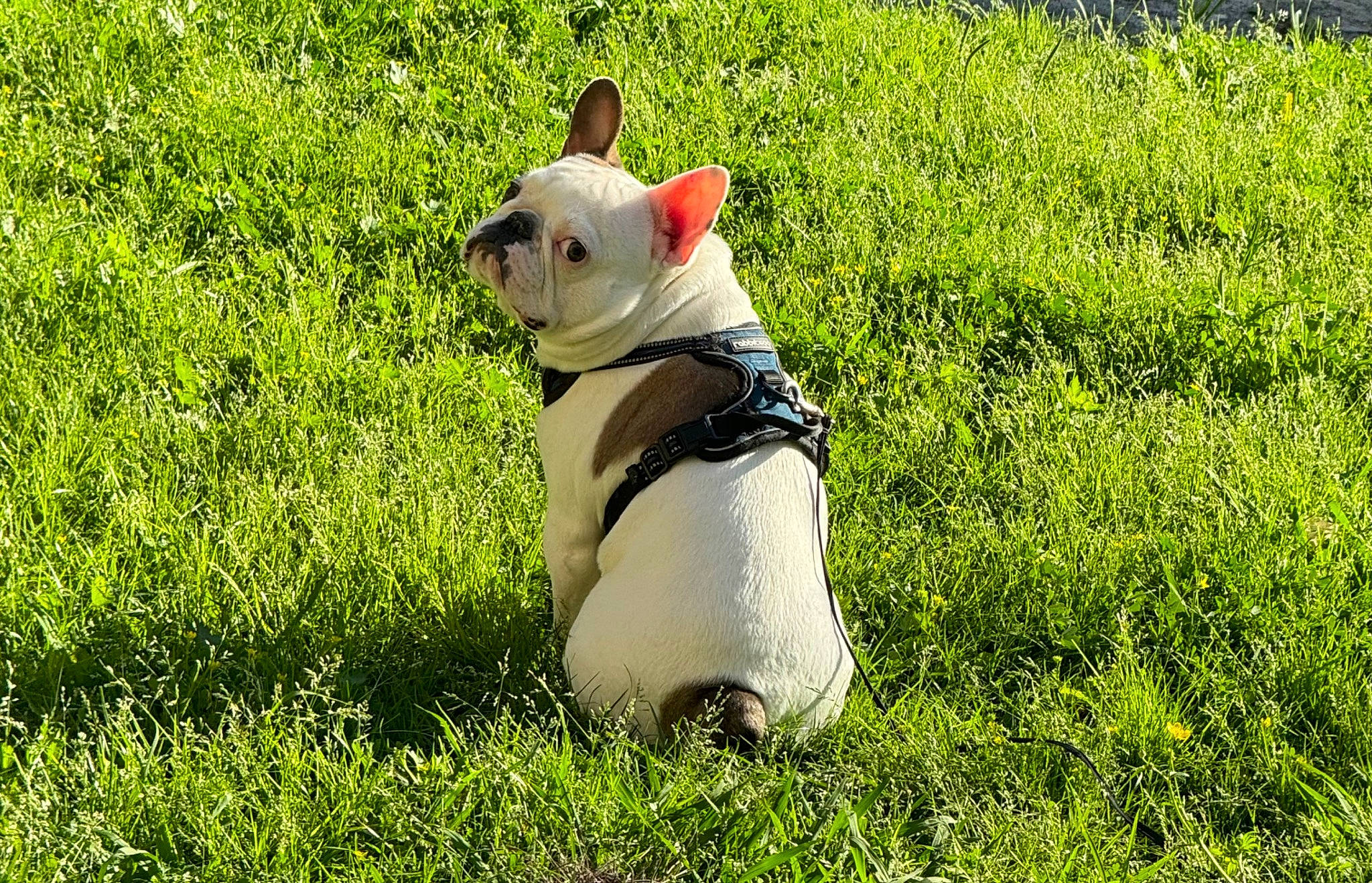 Patches is registered to the contest to win money with this photo: bulldog, canidae, carnivore, collar, companion_dog, dog, dog_breed, fawn, grass, grassland, groundcover, pasture, people_in_nature, plant, snout, sporting_group, tail, toy_dog, whiskers, working_animal