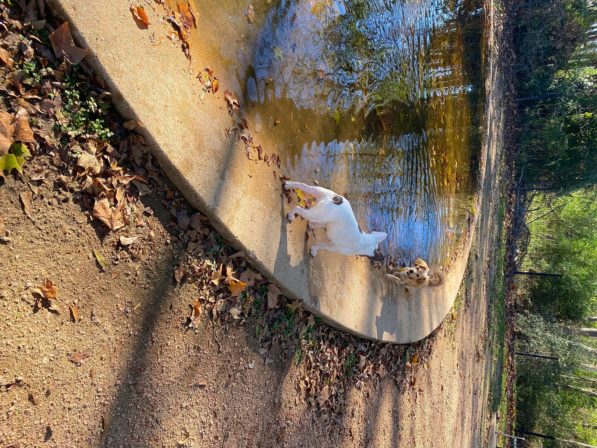 Patches is registered to the contest to win money with this photo: asphalt, concrete, grass, lake, landscape, plant, reflection, reservoir, road_surface, rock, shadow, soil, sunlight, tail, tints_and_shades, tree, trunk, water, wetland, wood