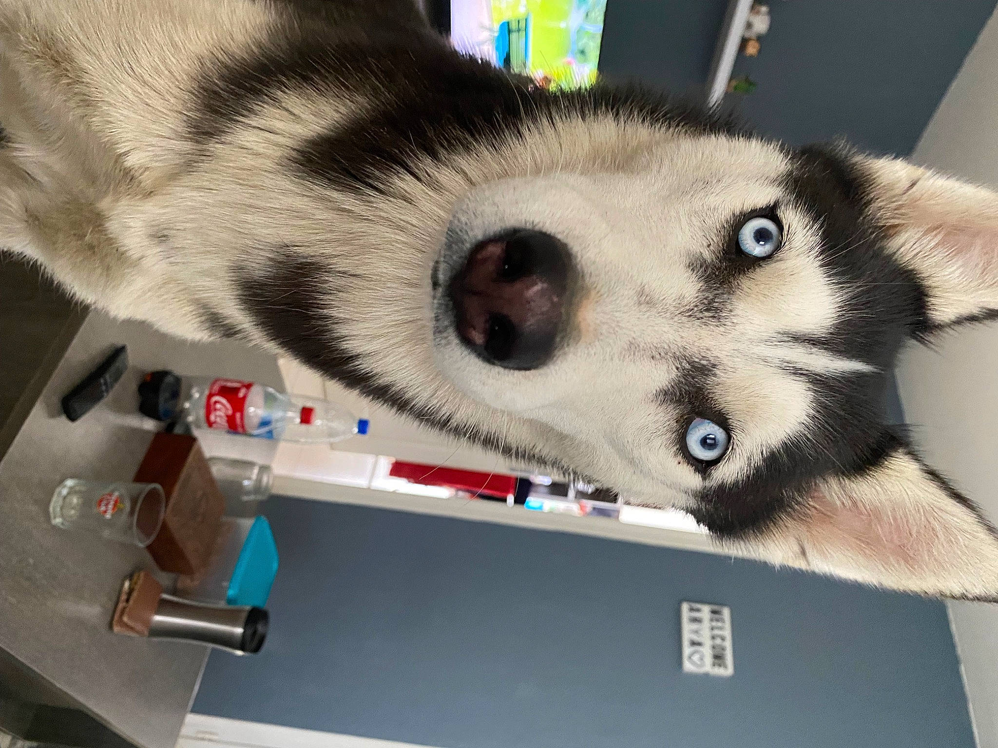 Ruby participe au concours pour gagner de l'argent avec cette photo : canidae, carnivore, companion_dog, dog, dog_breed, eyelash, fawn, flooring, fur, jaw, non_sporting_group, paw, siamese, snout, sporting_group, square, terrestrial_animal, whiskers, working_animal