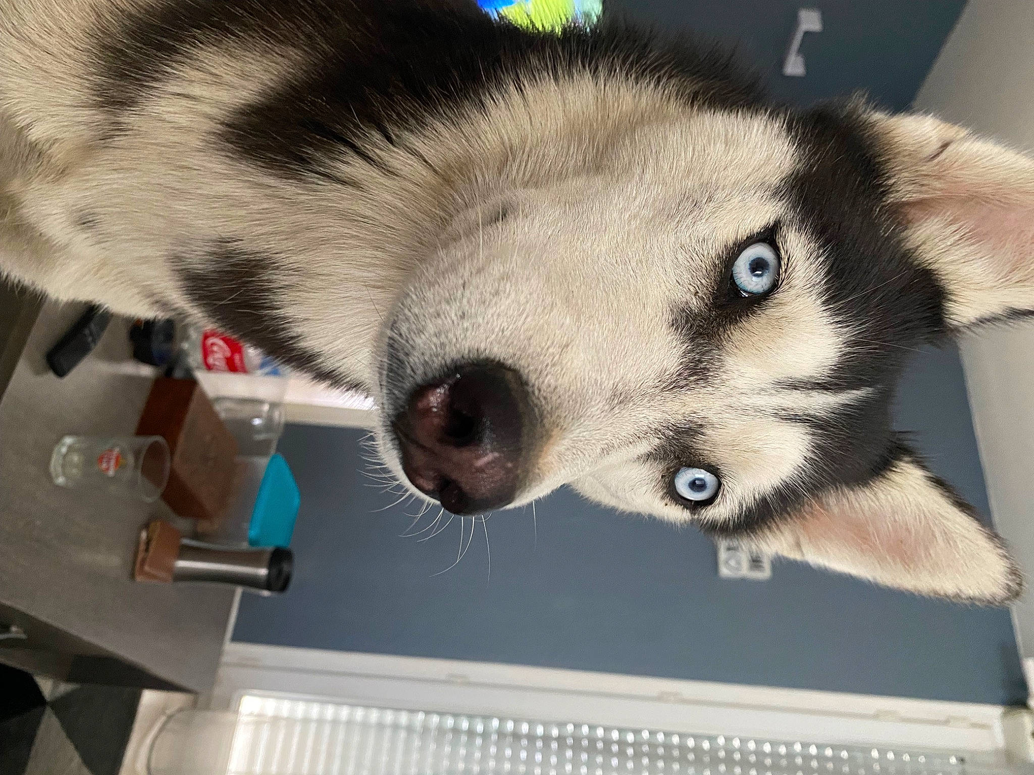 Ruby a rejoint le concours — aidez-le/la à gagner de superbes lots ! canidae, carnivore, companion_dog, dog, dog_breed, domestic_short_haired_cat, eyelash, fawn, felidae, flooring, fur, jaw, non_sporting_group, paw, small_to_medium_sized_cats, snout, sporting_group, terrestrial_animal, whiskers, working_animal