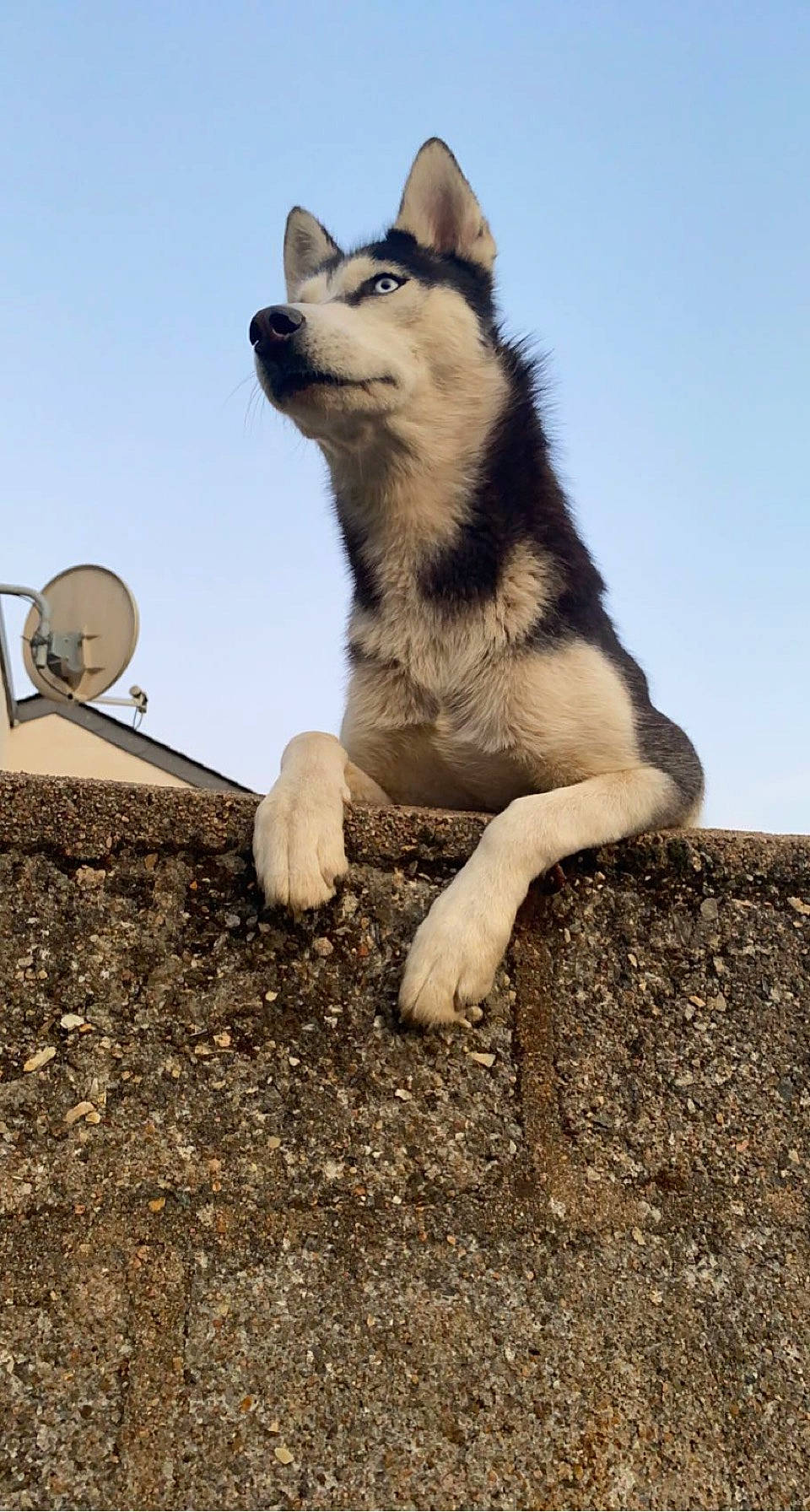 Ruby participe au concours pour gagner de l'argent avec cette photo : ancient_dog_breeds, canis, carnivore, companion_dog, dog, dog_breed, dog_hiking, dog_supply, fur, herding_dog, pet_supply, siberian_husky, sky, sled_dog, soil, sporting_group, tail, terrestrial_animal, wolf, working_dog