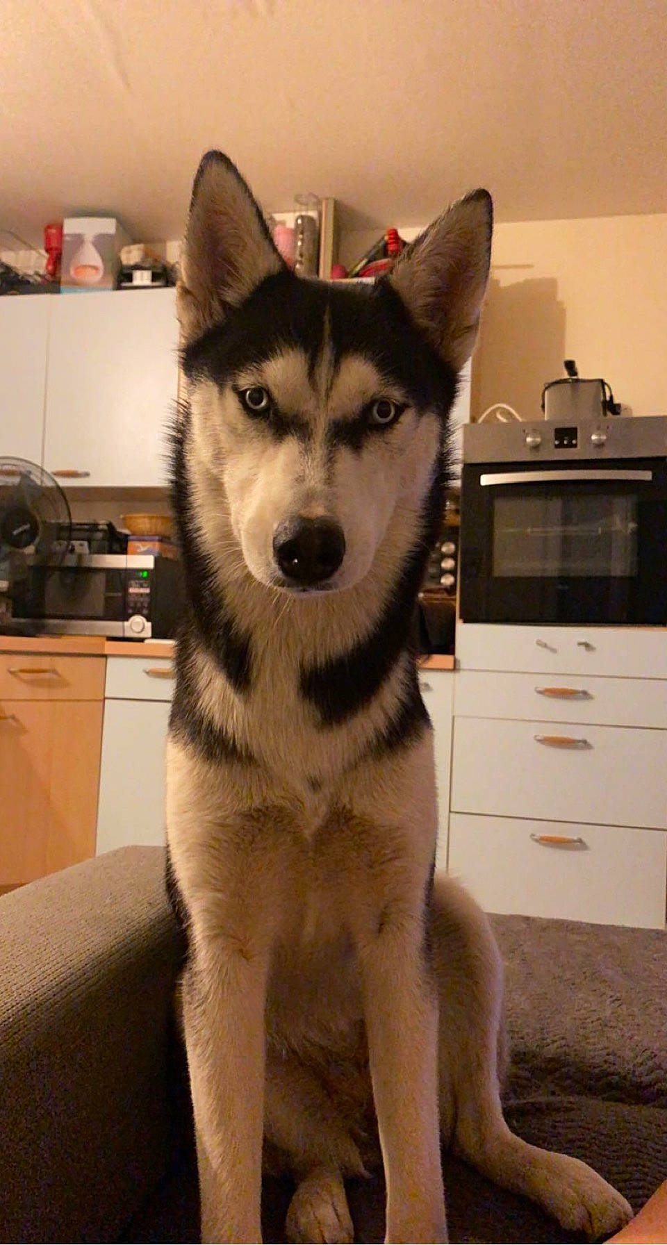 Ruby a rejoint le concours — aidez-le/la à gagner de superbes lots ! cabinetry, canidae, canis, carnivore, chest_of_drawers, companion_dog, dog, dog_breed, drawer, flooring, fur, kitchen_appliance, room, sled_dog, snout, sporting_group, whiskers, wolf, working_animal, working_dog