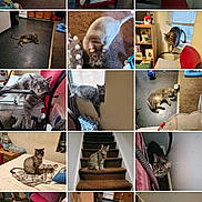 Grayson joined the competition — help win amazing prizes! bed, blanket, carpet, cat, chair, collar, curious, floor, furniture, gray_tabby, hiding, home, indoor, pet, playing, resting, sitting, stairs, toy, window