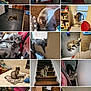 bed, blanket, carpet, cat, chair, collar, curious, floor, furniture, gray_tabby, hiding, home, indoor, pet, playing, resting, sitting, stairs, toy, window
