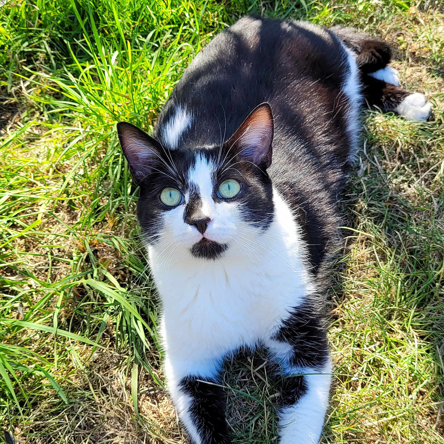 Oréo a rejoint le concours — aidez-le/la à gagner de superbes lots ! animal, black_and_white, cat, closeup, curious, cute, daylight, fur, grass, green_eyes, lying_down, mammal, nature, outdoor, pet, relaxed, shadow, sunlight, whiskers, wildlife