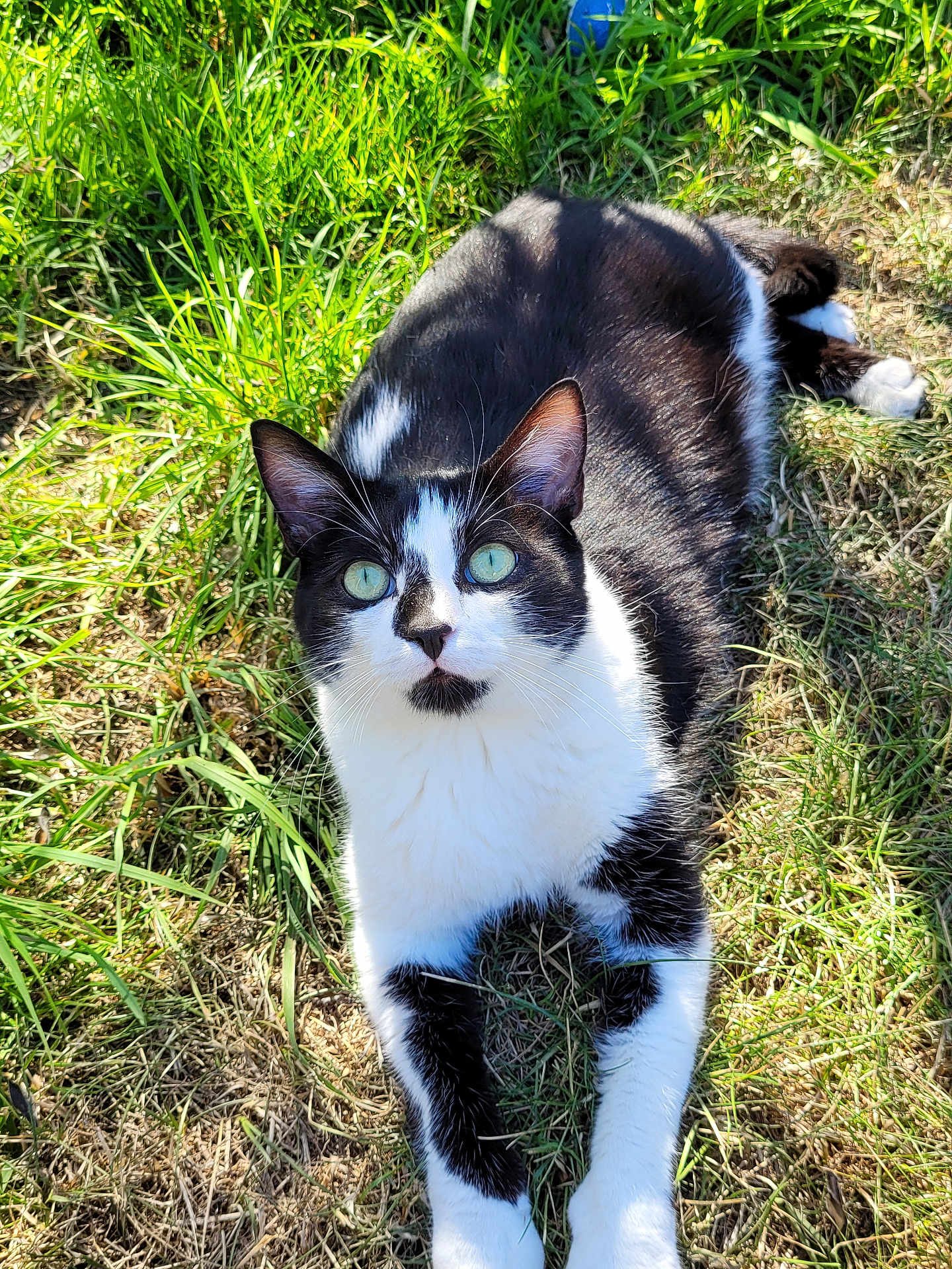 Oréo a rejoint le concours — aidez-le/la à gagner de superbes lots ! cat, animal, pet, black_and_white, grass, outdoor, green_eyes, fur, whiskers, nature, sunlight, shadow, relaxed, lying_down, mammal, cute, closeup, daylight, curious, wildlife