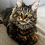 Kuna participe au concours pour gagner de l'argent avec cette photo : cat, tabby, yellow_eyes, fur, whiskers, ears, paws, lying_down, close_up, pet, indoor, soft_light, texture, mammal, animal, feline, portrait, relaxed, domestic_cat, cute