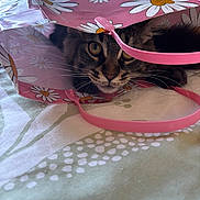 Kuna participe au concours pour gagner de l'argent avec cette photo : cat, tabby, animal, pet, gift_bag, pink, floral_pattern, daisy, curious, whiskers, face, indoor, closeup, tablecloth, striped, cute, cozy, playful, peek, feline