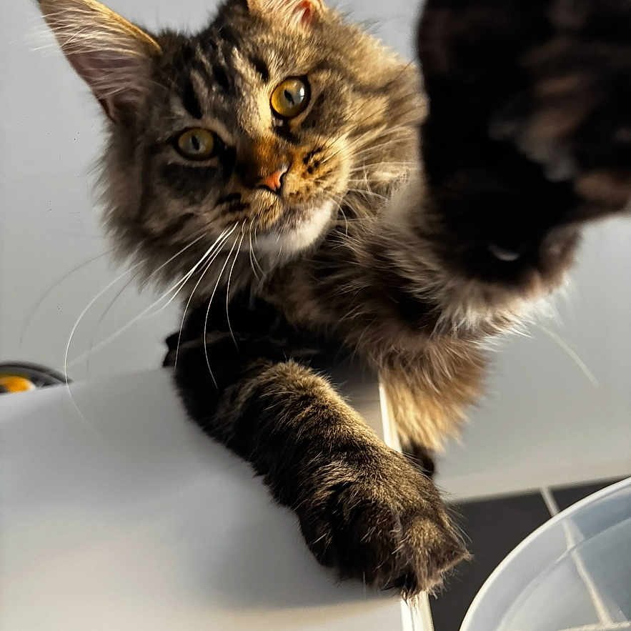 Kuna participe au concours pour gagner de l'argent avec cette photo : animal, cat, claw, closeup, curious, domestic_cat, ears, expression, feline, fur, indoor, looking, mammal, paw, pet, playful, reaching, soft_light, tabby_cat, whiskers