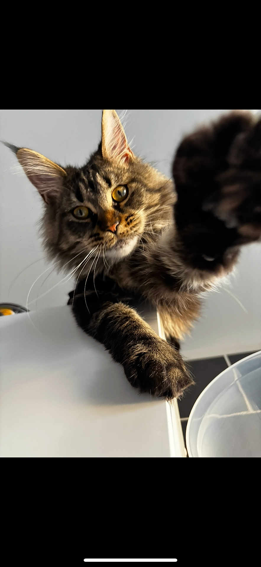 Kuna participe au concours pour gagner de l'argent avec cette photo : cat, tabby_cat, paw, fur, whiskers, ears, playful, curious, pet, animal, indoor, closeup, feline, claw, looking, reaching, domestic_cat, mammal, soft_light, expression