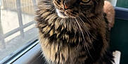 Kuna participe au concours pour gagner de l'argent avec cette photo : cat, tabby, fluffy, windowsill, indoor, pet, animal, curious, green_eyes, whiskers, fur, closeup, portrait, natural_light, window, screen, sitting, cute, feline, cozy
