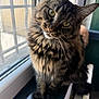 cat, tabby, fluffy, windowsill, indoor, pet, animal, curious, green_eyes, whiskers, fur, closeup, portrait, natural_light, window, screen, sitting, cute, feline, cozy