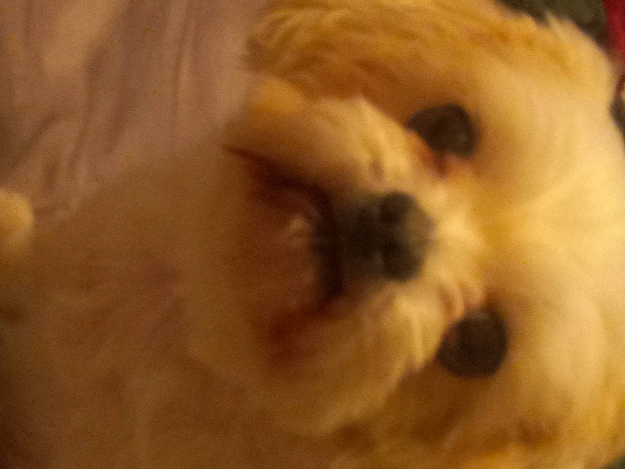 Jojo joined the competition — help win amazing prizes! canidae, carnivore, companion_dog, dog, dog_breed, fawn, fur, liver, mal_shi, maltepoo, shih_tzu, small_terrier, snout, sporting_group, tail, terrestrial_animal, terrier, toy_dog, whiskers, working_animal