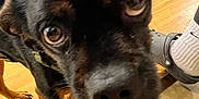 Magnet joined the competition — help win amazing prizes! dog, close_up, curious, black_and_brown, harness, wooden_bench, children, indoor, concrete_floor, rope, paw, nose, eye, pet, animal, canine, leash, casual, candid, people