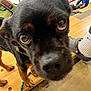 dog, close_up, curious, black_and_brown, harness, wooden_bench, children, indoor, concrete_floor, rope, paw, nose, eye, pet, animal, canine, leash, casual, candid, people