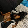 Magnet is registered to the contest to win money with this photo: dog, blanket, couch, sleeping, cozy, indoor, person, blue_hoodie, fur, paw, relaxing, comfort, brown, black, resting, home, pet, covered, furniture, nap