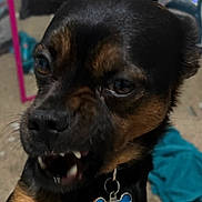 Magnet joined the competition — help win amazing prizes! dog, pet, close_up, black_and_brown, collar, tag, teeth, face, indoor, mirror, carpet, clothing, animal, small_dog, expression, fur, ears, nose, tongue, mouth