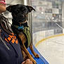 Magnet joined the competition — help win amazing prizes! dog, small_dog, black_dog, brown_dog, harness, person, hoodie, text_on_clothing, hand, indoor, ice_rink, blue_surface, glass_panel, blurred_background, animal, pet, companion, close_up, portrait, looking_at_camera