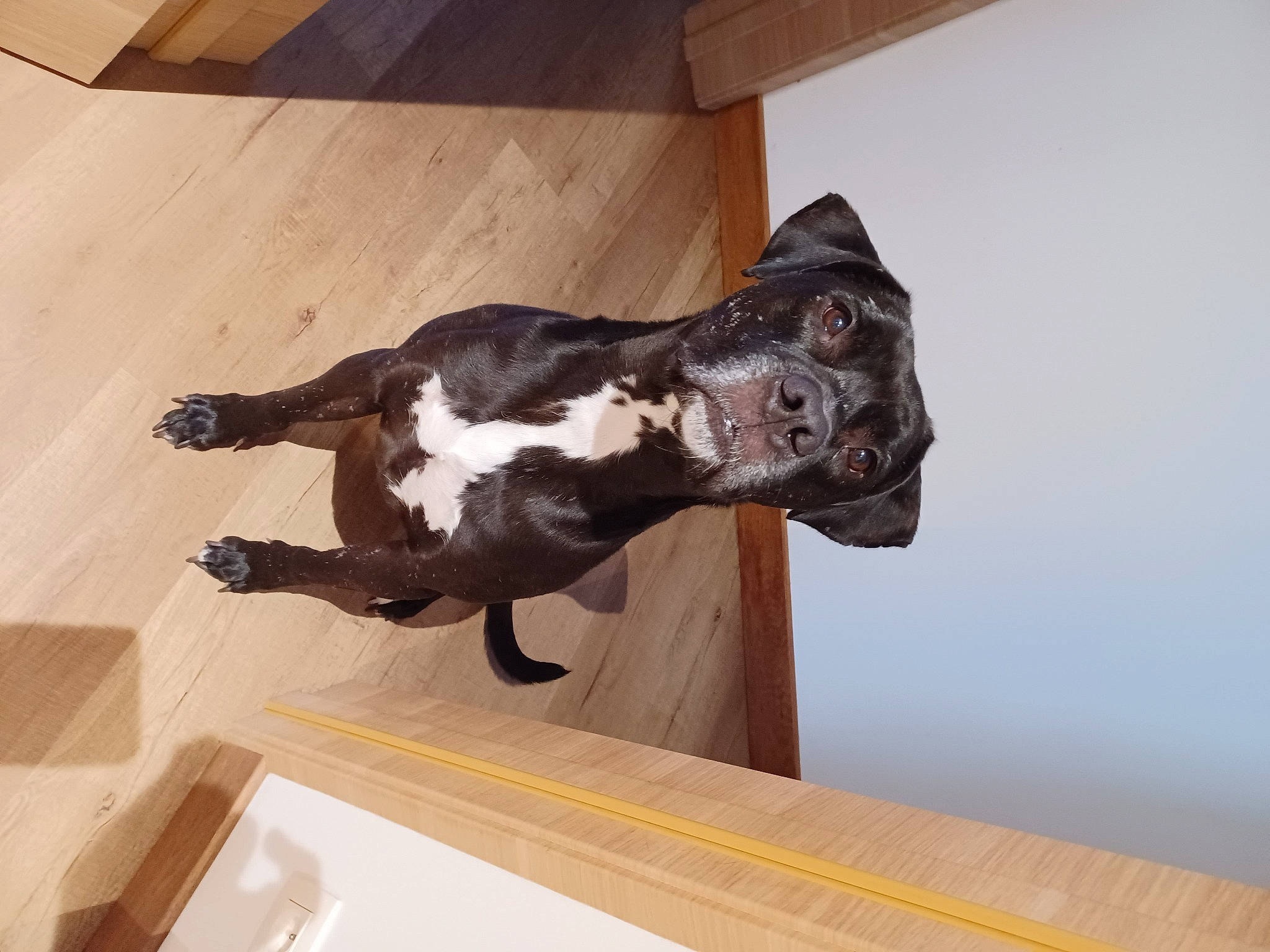 Sossa participe au concours pour gagner de l'argent avec cette photo : art, canidae, carnivore, dog_breed, extinction, felidae, flooring, fur, hardwood, mammal, metal, sculpture, sporting_group, statue, tail, terrestrial_animal, wing, wood, wood_stain, working_animal