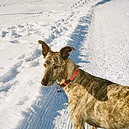 Natsu participe au concours pour gagner de l'argent avec cette photo : dog, brindle, red_collar, snow, winter, outdoor, path, tracks, forest, trees, sunlight, canine, animal, nature, quiet, alert, standing, fur, daylight, landscape