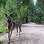 Natsu a rejoint le concours — aidez-le/la à gagner de superbes lots ! dog, canine, brindle, harness, path, forest, trees, greenery, outdoor, nature, animal, pet, walking, trail, earth, leaves, daylight, happy, alert, scenic