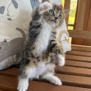 Ollie is registered to the contest to win money with this photo: kitten, cat, fluffy, tabby, white_fur, blue_eyes, sitting, raised_paw, cute, portrait, pet, animal, whiskers, ears, indoors, wooden_bench, cushion, window, natural_light, playful