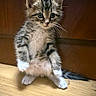 Ollie is registered to the contest to win money with this photo: kitten, cat, tabby, gray_fur, white_fur, blue_eyes, whiskers, ears, tail, paws, sitting, indoor, wooden_floor, wood_paneling, portrait, close_up, fluffy, adorable, curious, animal