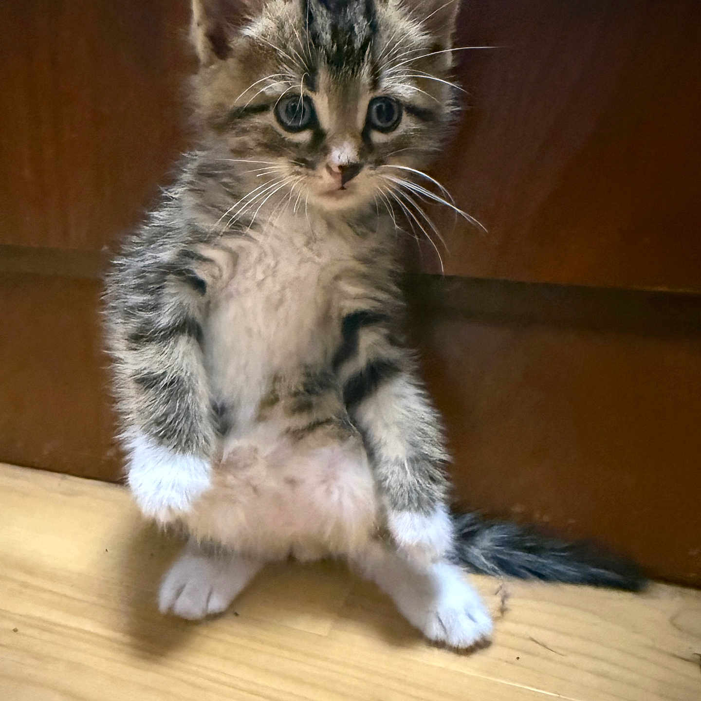 Ollie
