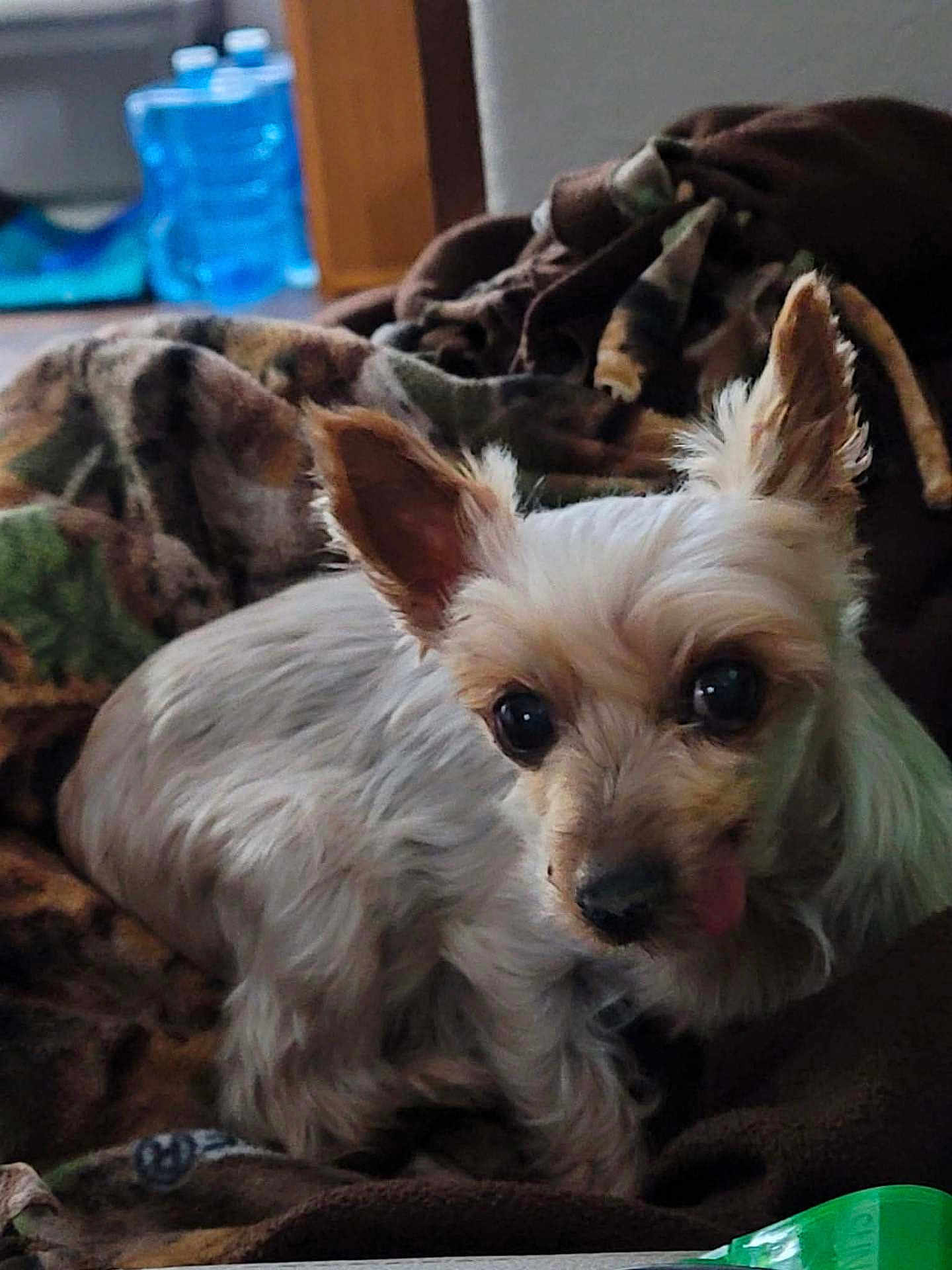 Colby