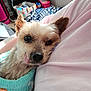 Colby is registered to the contest to win money with this photo: dog, small_dog, close_up, tongue_out, sleepy, cozy, pet, cute, snuggling, sweater, person, pink_shirt, indoor, blanket, home, furniture, relaxed, companion, animal, cute_pet