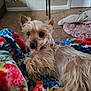 Colby is registered to the contest to win money with this photo: dog, tongue_out, small_dog, fluffy, pet_bed, blanket, colorful, carpet, indoor, cozy, cute, animal, fur, ears, resting, living_room, home, relaxed, companion, playful