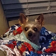 Colby is registered to the contest to win money with this photo: dog, blanket, indoor, cozy, ears, fur, pet, animal, face, eyes, fabric, pattern, colorful, comfort, resting, small_dog, sweater, home, window_blind, furniture