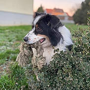 Oslo participe au concours pour gagner de l'argent avec cette photo : dog, rope_toy, greenery, bush, grass, outdoor, pet, animal, playful, black_and_white, fur, canine, nature, sunset, house, garden, closeup, portrait, leaf, daylight