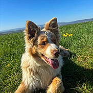 Abby a rejoint le concours — aidez-le/la à gagner de superbes lots ! dog, grass, flower, daisy, outdoor, nature, blue_sky, sunny, pet, animal, happy, tongue_out, fur, ears, relaxed, field, daytime, canine, playful, greenery