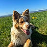 dog, grass, flower, daisy, outdoor, nature, blue_sky, sunny, pet, animal, happy, tongue_out, fur, ears, relaxed, field, daytime, canine, playful, greenery
