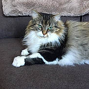 Maïa participe au concours pour gagner de l'argent avec cette photo : animal, blanket, cat, comfort, couch, cozy, feline, fluffy, fur, green_eyes, home, indoor, long_hair, mammal, pet, relaxed, resting, tabby, whiskers, white_paws