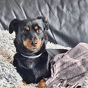 Fidji participe au concours pour gagner de l'argent avec cette photo : dog, black_dog, pet, canine, fur, collar, blanket, couch, leather, indoor, cozy, resting, looking, cute, animal, mammal, companion, relaxed, soft_texture, home