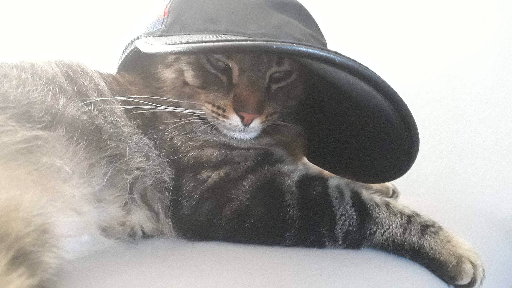 Biggy participe au concours pour gagner de l'argent avec cette photo : carnivore, cat, fashion_accessory, fedora, felidae, fur, hat, headgear, norwegian_forest_cat, small_to_medium_sized_cats, snout, whiskers