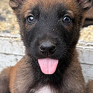 Baki participe au concours pour gagner de l'argent avec cette photo : puppy, dog, canine, portrait, close_up, sitting, tongue_out, happy, playful, ears, brown_fur, black_face, white_chest, puppy_eyes, outdoor, concrete, gravel, animal, pet, adorable