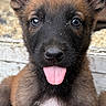 puppy, dog, canine, portrait, close_up, sitting, tongue_out, happy, playful, ears, brown_fur, black_face, white_chest, puppy_eyes, outdoor, concrete, gravel, animal, pet, adorable