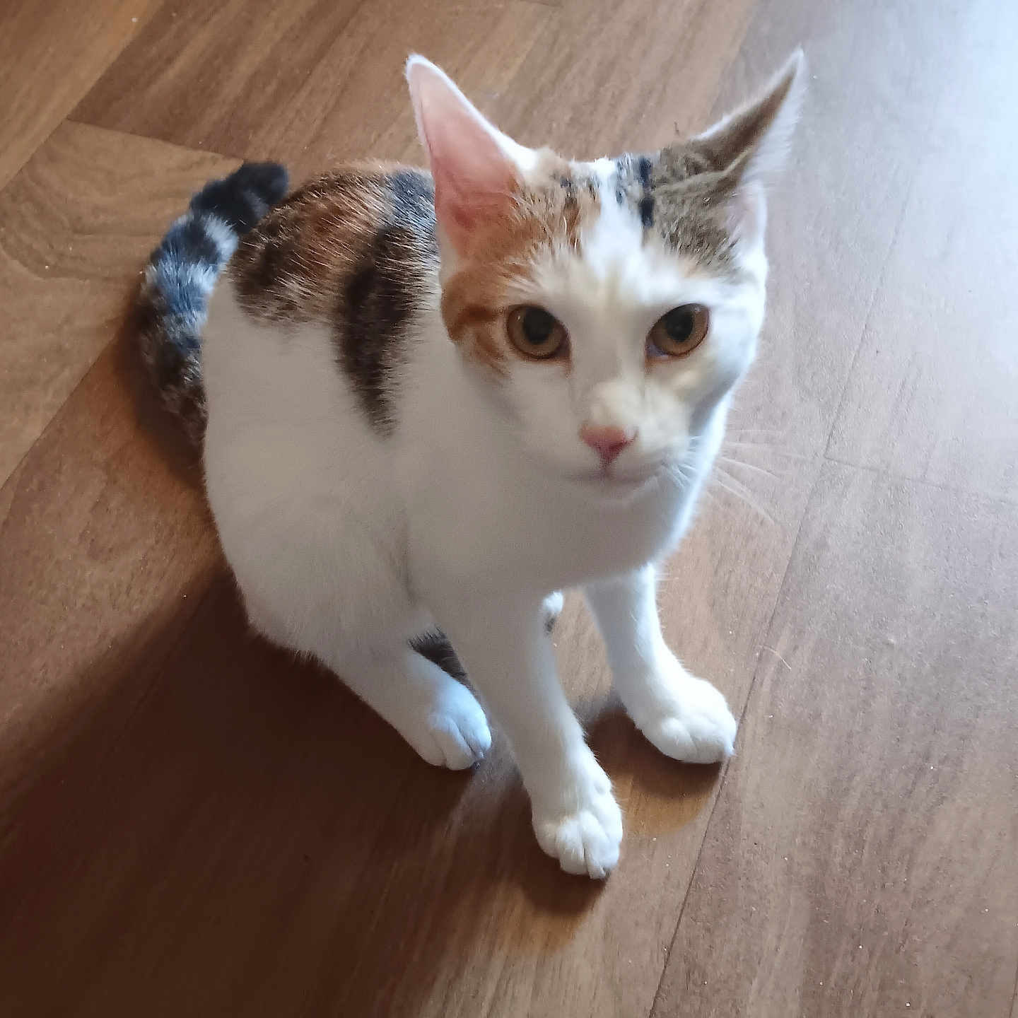 Butterscotch is registered to the contest to win money with this photo: cat, calico, pet, animal, feline, wooden_floor, indoor, curious, sitting, looking, ears, whiskers, tail, domestic_animal, young_cat, fur, close_up, cute, alert, household