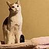 Butterscotch is registered to the contest to win money with this photo: cat, feline, pet, animal, indoor, curious, sitting, cat_tree, beige, tan_wall, fur, whiskers, ears, eyes, looking_up, domestic_cat, mammal, cute, house_pet, portrait