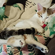 Butterscotch is registered to the contest to win money with this photo: cat, animal, pet, paw, fur, blanket, resting, sleepy, cozy, indoor, comfort, relaxation, tabby, white_cat, closeup, couch, soft, cute, feline, home