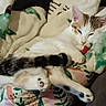 cat, animal, pet, paw, fur, blanket, resting, sleepy, cozy, indoor, comfort, relaxation, tabby, white_cat, closeup, couch, soft, cute, feline, home