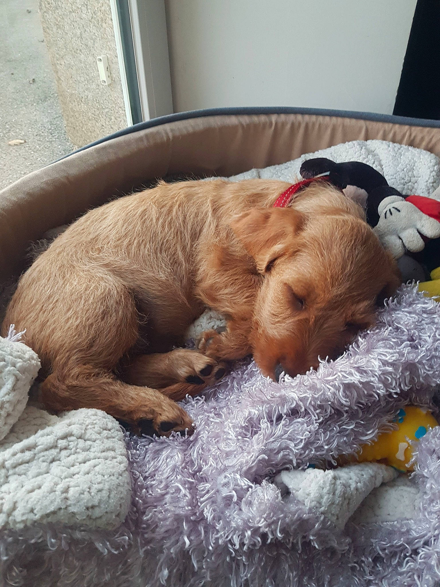 Raymond a rejoint le concours — aidez-le/la à gagner de superbes lots ! canidae, carnivore, comfort, companion_dog, dog, dog_breed, dog_supply, fawn, felidae, fur, linens, liver, nap, pet_supply, small_to_medium_sized_cats, sporting_group, tail, terrestrial_animal, whiskers, working_animal